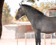 Poldro Puso Sangue Lusitano (3 anos)