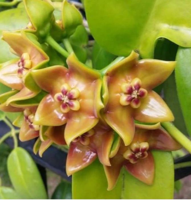 Hoya Ariadna rosnąca