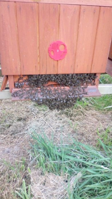 Pszczoły , Rodziny pszczele, odkłady pszczele , Ramka wielkopolska ,