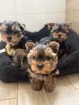 Yorkshire terrier suczka