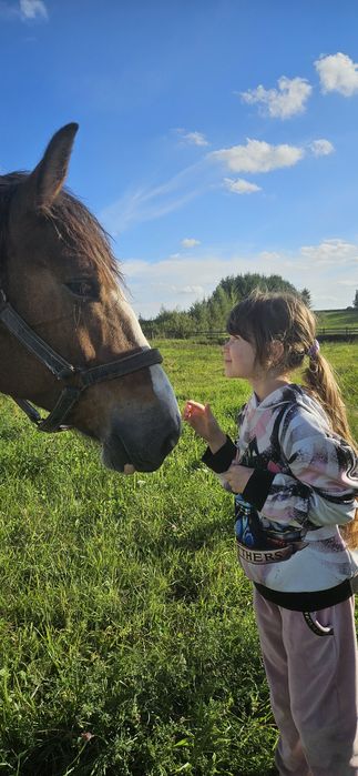 Klacz pkz gniadosrokata źrebna i źrebak