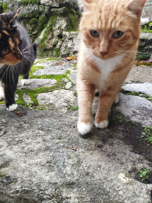 Gato jovem meigo e bonito