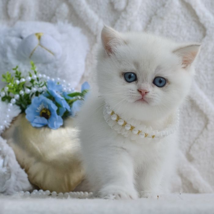 Британская шиншилла поинт
