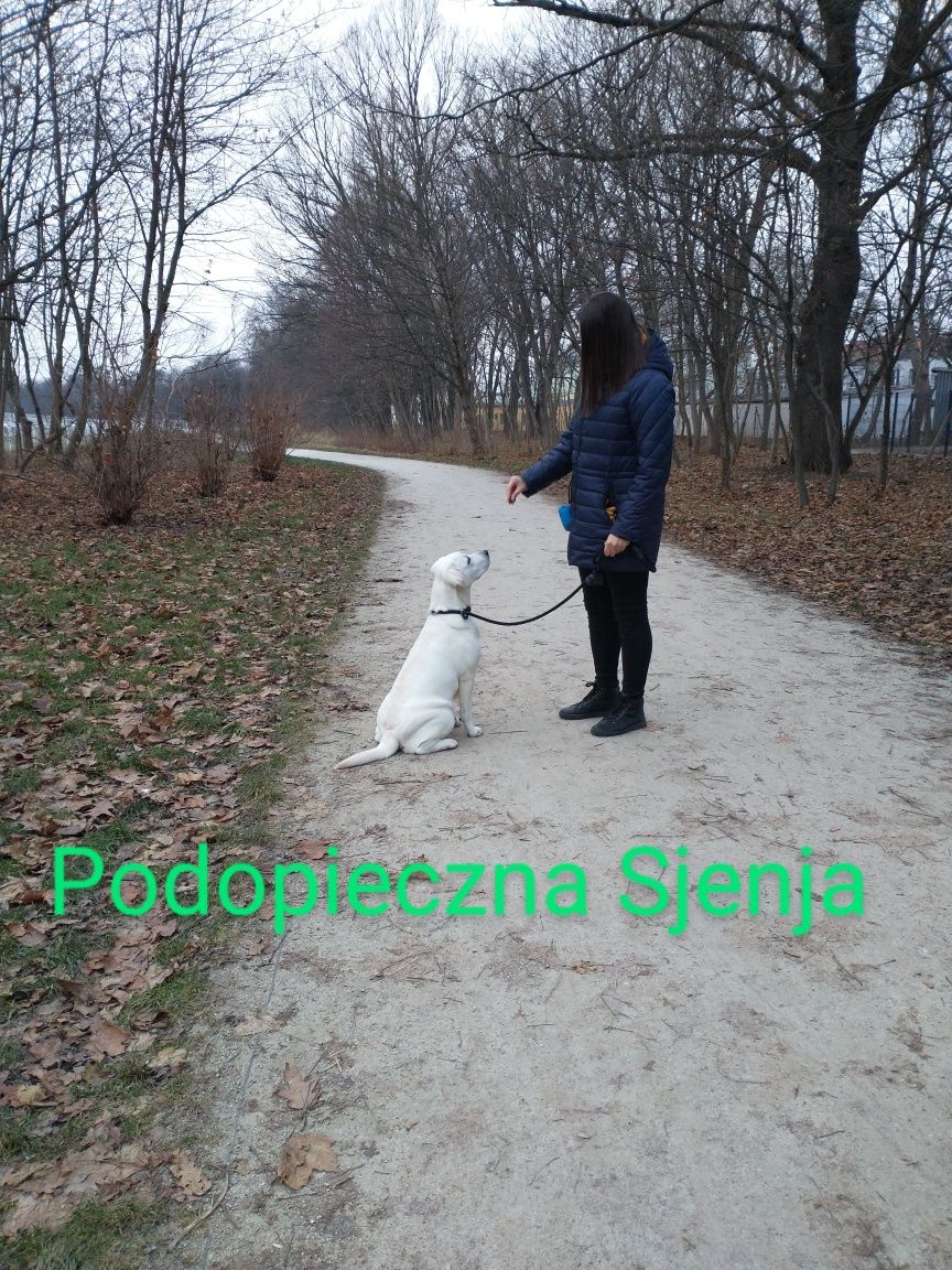 spacer z psem/wyprowadzanie psa/opieka nad psem