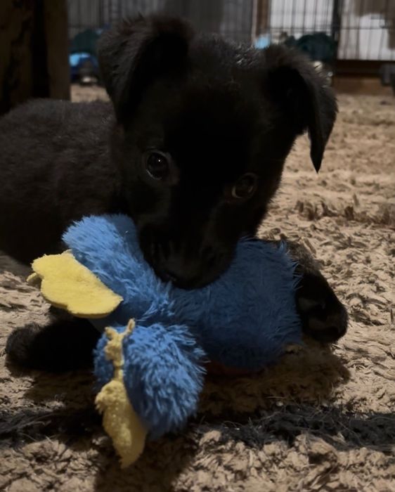 Szczeniak do adopcji za darmo