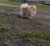 Szpic miniaturowy pomeranian suczka