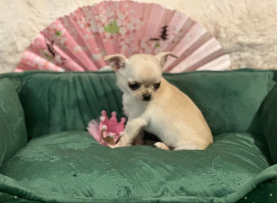 Chihuahua - z rodowodem