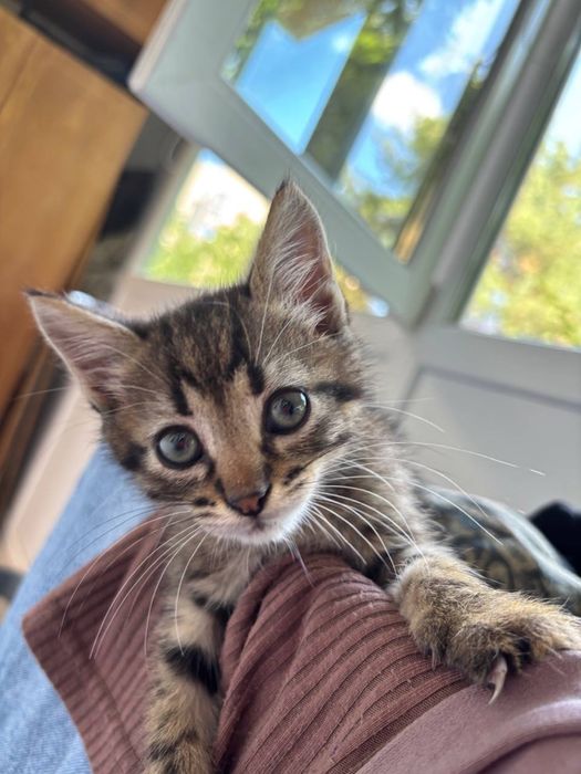 Кошенята малі тигрики котята хлопчик і дівчинка