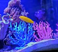 Koralowiec akwarium morskie ozdoba wystrój niebieski mały