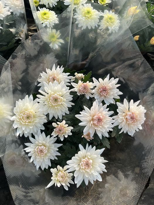 Chryzantemy Wielokwiatowe