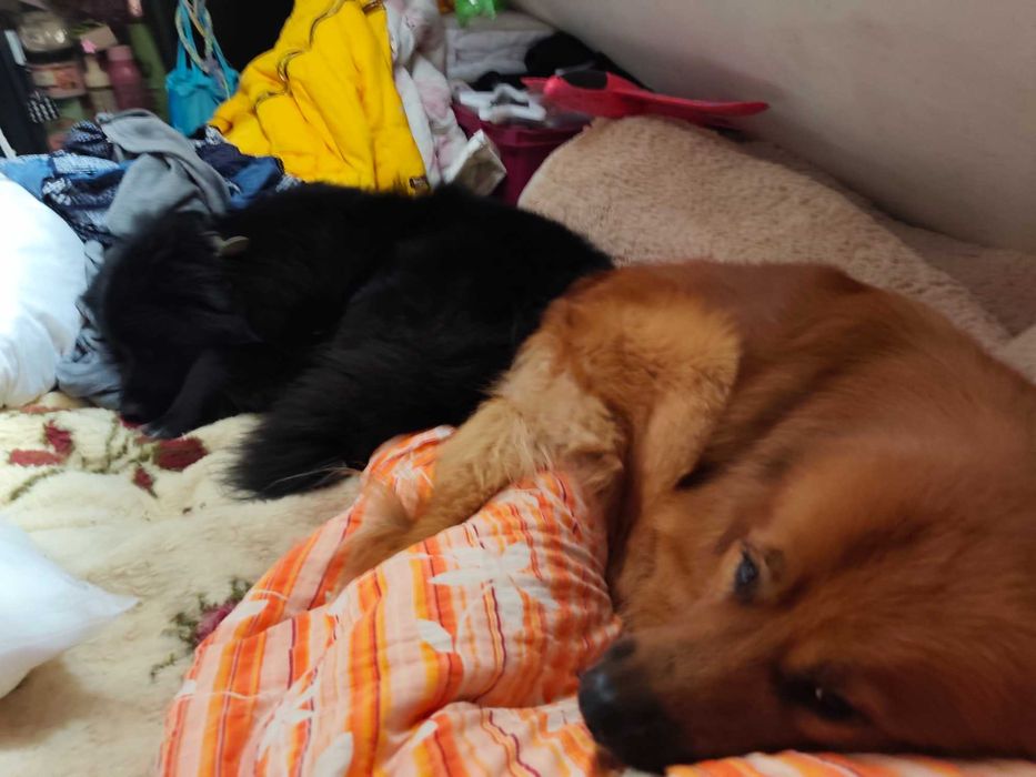 Zaginięcie pieska o imieniu Tofik