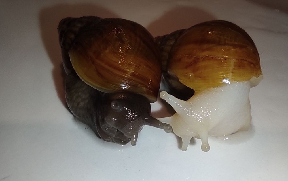 Улитка ахатина фулика альбино и стандарт