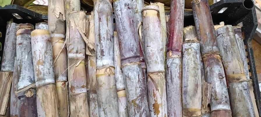 vendo cana de açucar