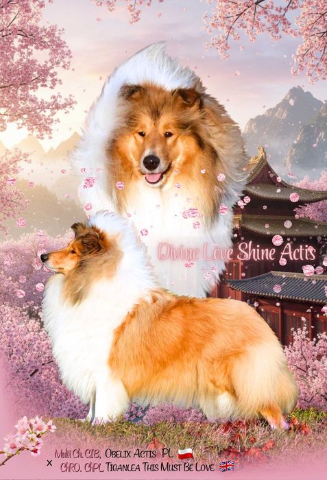 COLLIE Owczarek Szkocki młoda suczka po Multi Championie