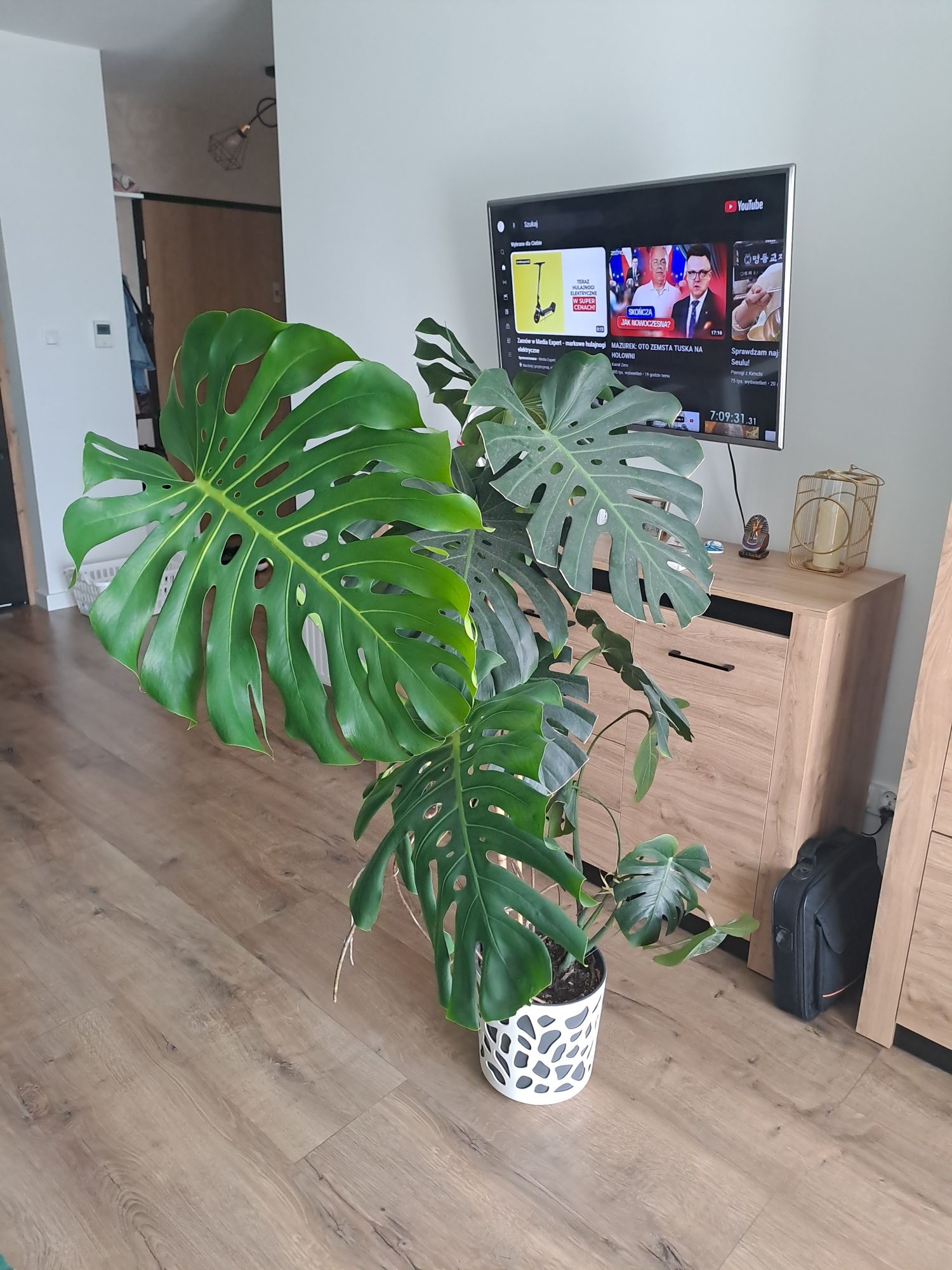 Monstera 110cm z donica