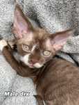 Devon rex kocurek, FPL rodowod