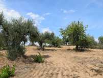Terreno Rústico Com 815m2 perto do do colègio de Vilamoura