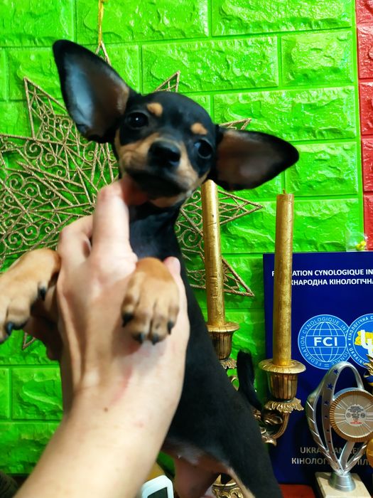 Шикарная тойка-брюнетка с перспективами! Док.КСУ.Чип,привита