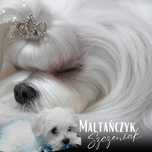 Maltańczyk rodowód