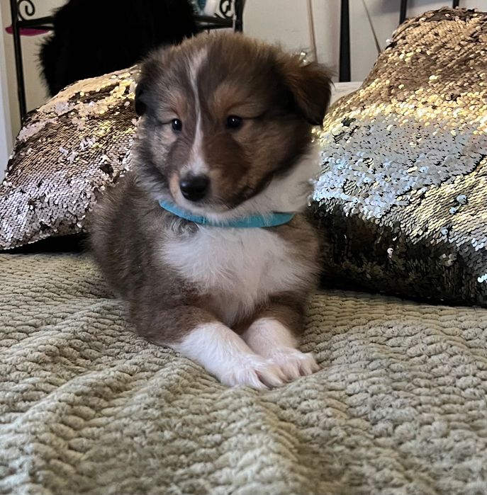 Owczarek Szkocki Długowłosy – szczeniaczki z hodowli Royal Collie
