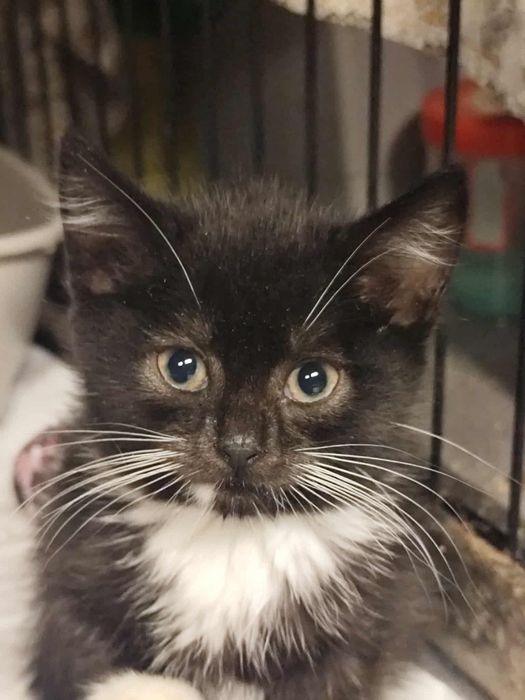 Kociaki i kocięta zaszczepione kuwetowe oddam za darmo