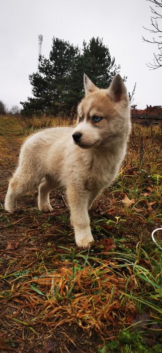 Ozzy Wyjątkowy Siberian Husky