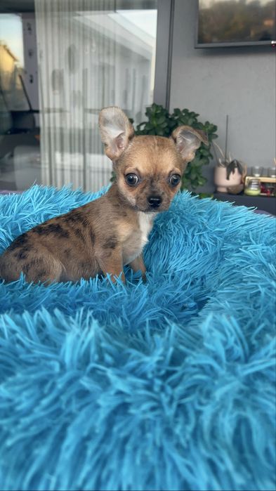 Maravilhoso chihuahua