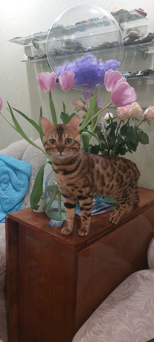 Кот бенгал на в'язку