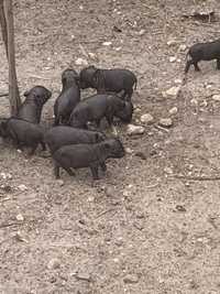 Porcos anões várias idades