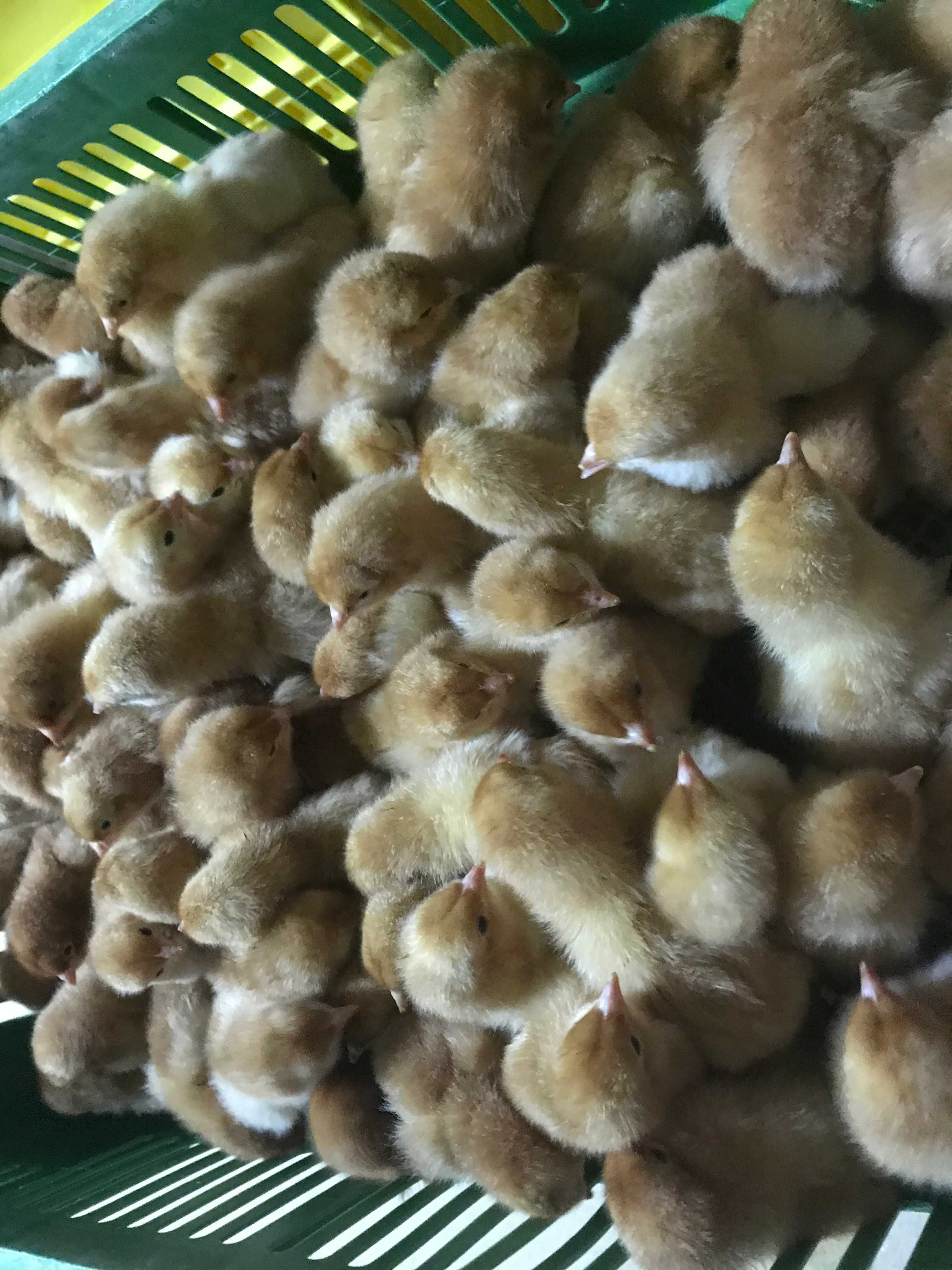 Kurczaki pisklęta nioski, Leghorn, Greenshell, Sussex, Rosa, Araucana