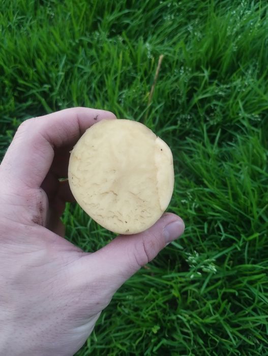 Sprzedam ziemniaki Gala