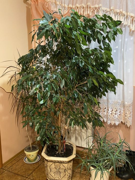 Фікус бенджаміна