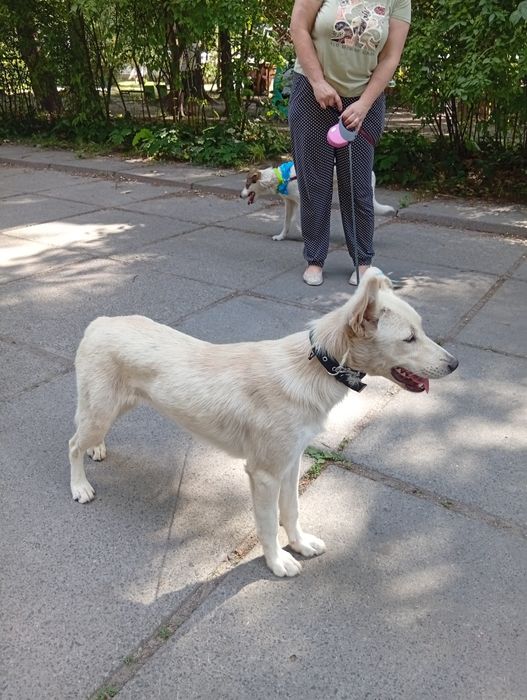 Чарівна дівчинка-собачка шукає дім