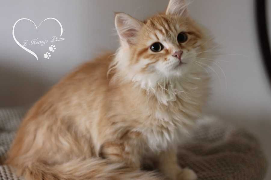 Rudy kocurek syberyjski rodowd FIFE