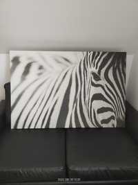 Obraz Ikea Zebra, Pjatteryd- 301.404.38