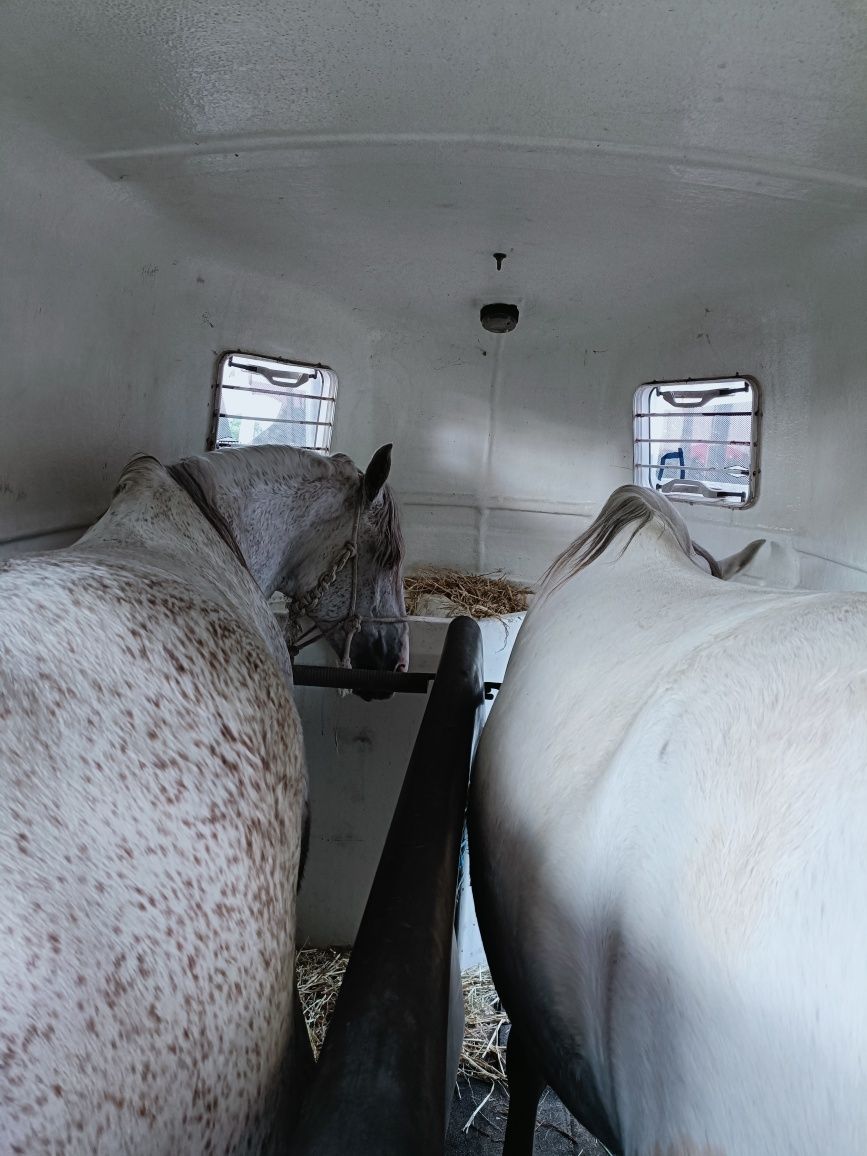 Transporte 2 cavalos