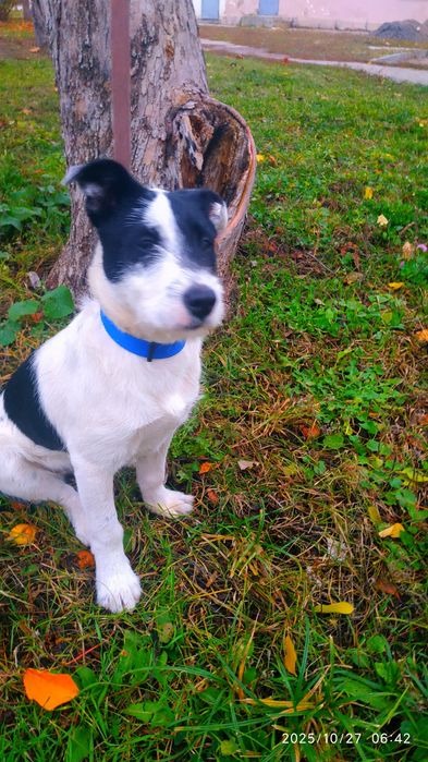 Отдам в хорошие руки (девочка)