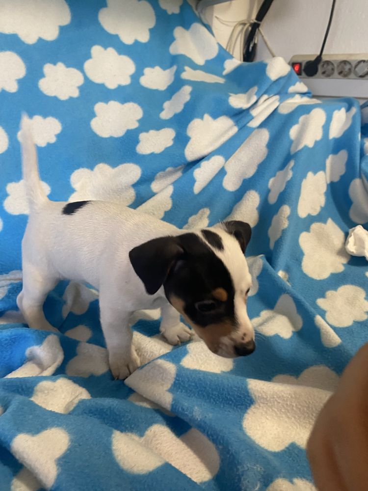 Jack russel terrier