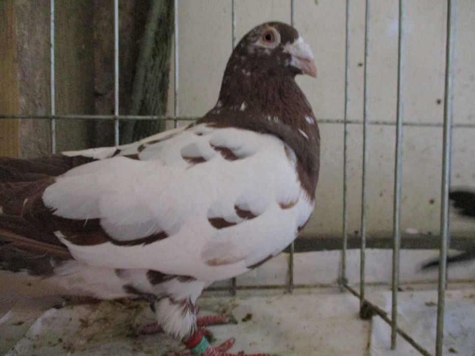 Gołębie pocztowe Samiec GB 22 r