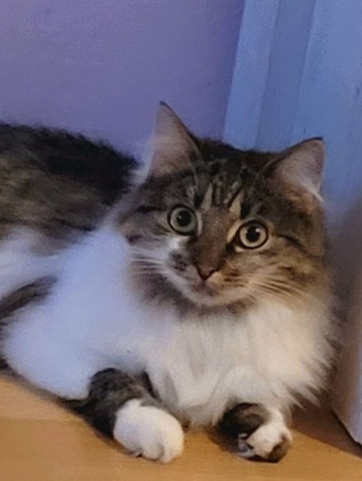 Molly - kotka syberyjska szuka domu, w którym jest już kot...