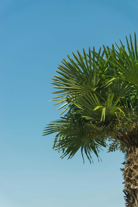 Palma mrozoodporna Trachycarpus fortunei –12°C +GRATIS