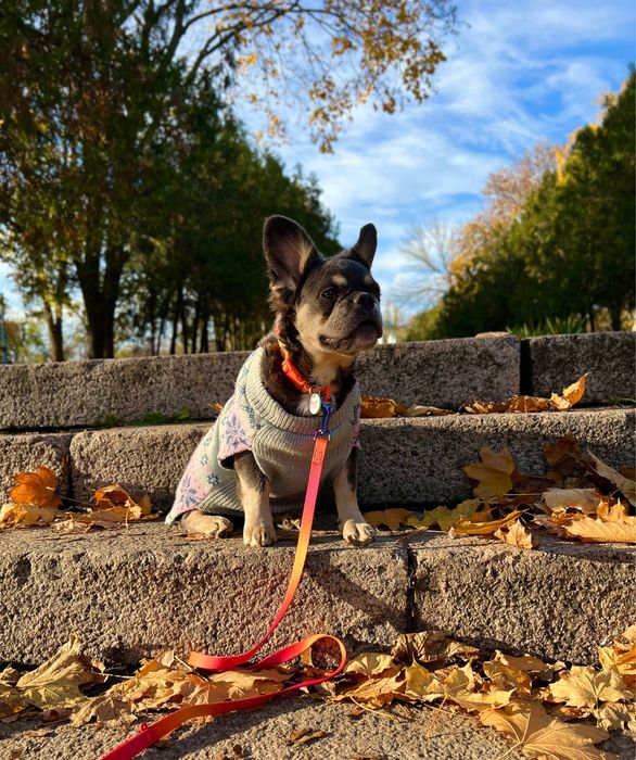 Пухнаста француженка