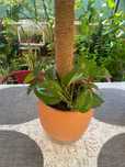 Planta jibóia nova