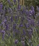 Lawenda 'Ellagance Purple' Lavandula P9