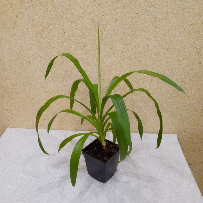 Юкка кімнатна (Yucca) - 38 см, невибаглива ОЛХ-доставка / самовивіз