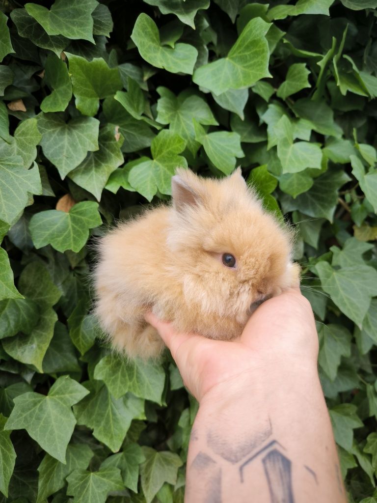 Króliczki rasy Karzełek Teddy długowłose puszyste mini króliki metryka