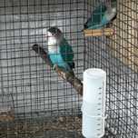 Agapornis Fischeris e Personatus