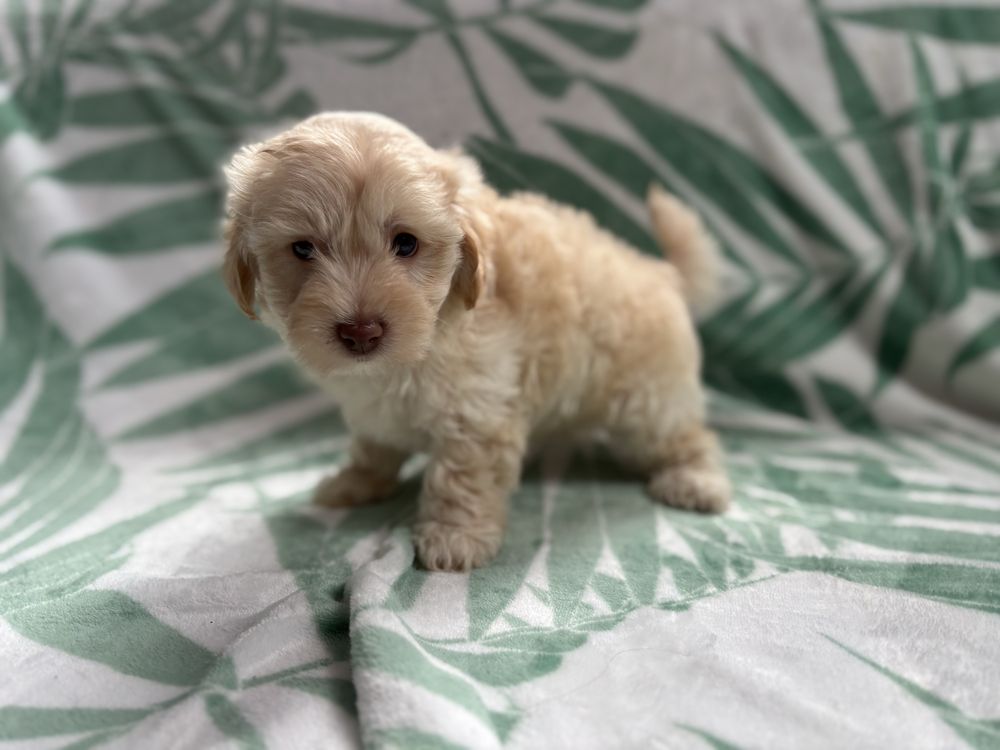Piesek maltipoo f1 Figaro