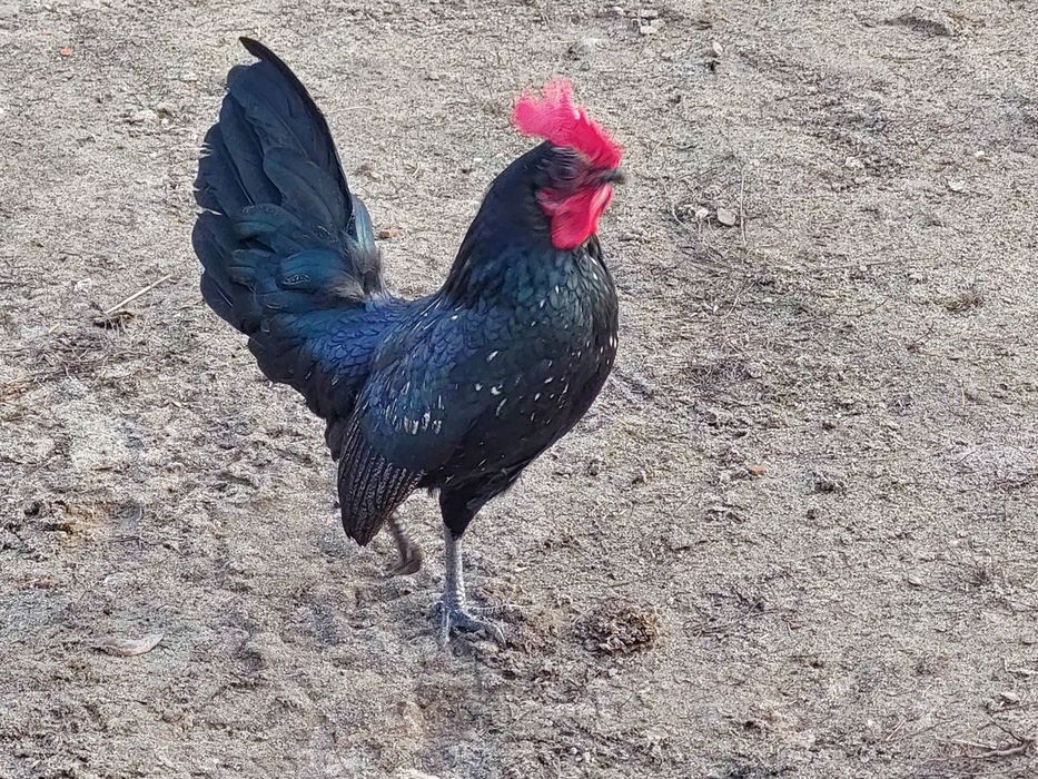 Kogut  z tego roku. Ozdoba podwórka