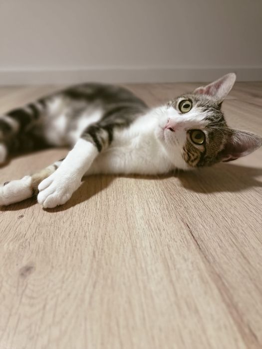 Gatinha jovem bebé para adoção responsável